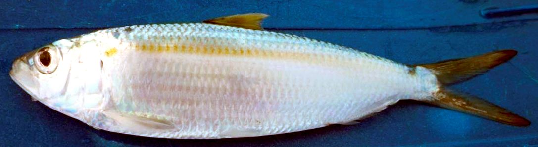 Sardinella maderensis_02.jpg